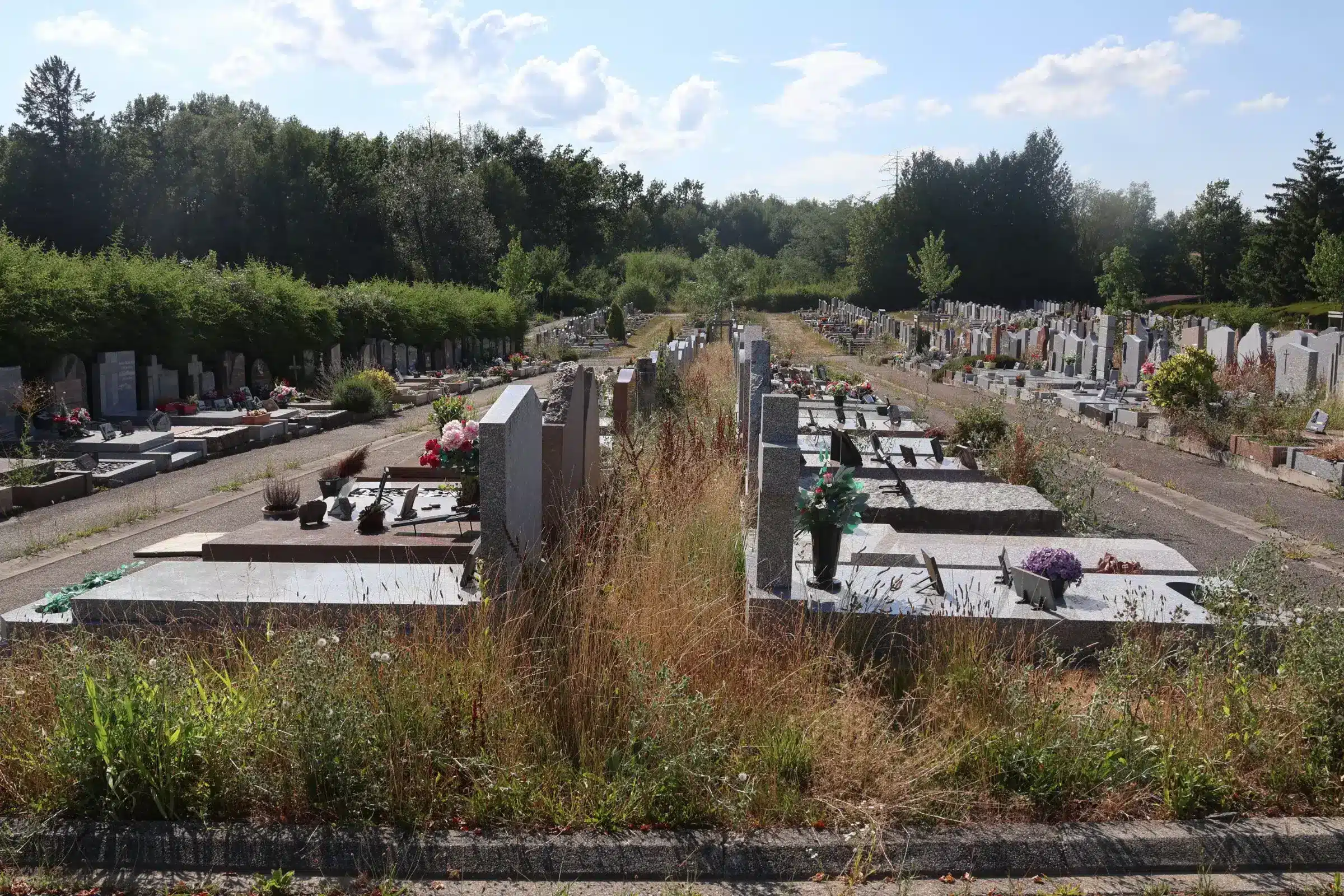 Allée centrale d'un cimetière avec tombes alignées, herbes et végétation sauvage envahissant les allées, ambiance calme et verdoyante. plantes sur une tombe sans entretien.