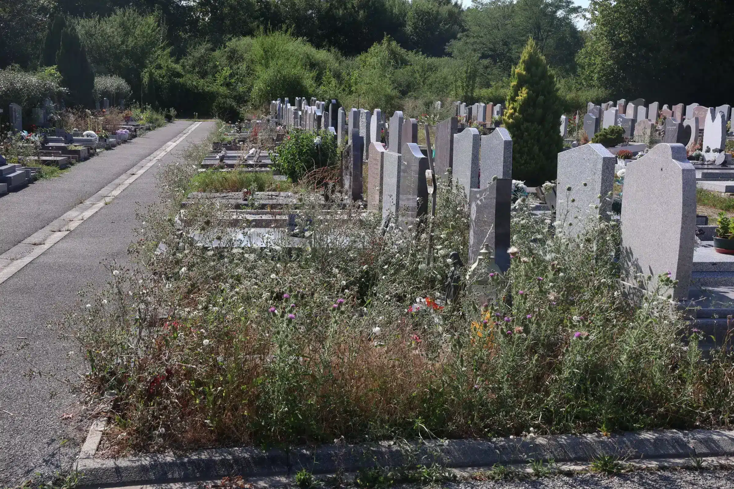 Allée de cimetière avec des tombes alignées et des plantes sauvages poussant entre les pierres.