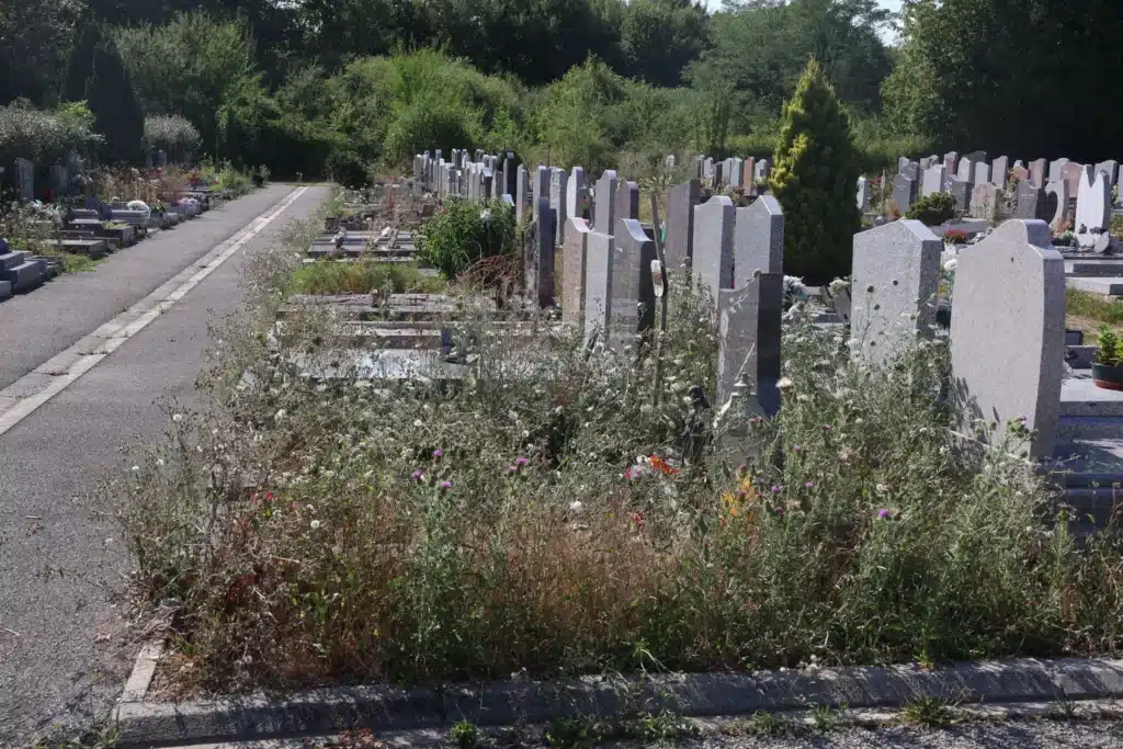 Allée de cimetière avec des tombes en rangées et des herbes sauvages abondantes au premier plan, entourée d’arbres et de végétation.