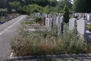 Allée de cimetière avec des tombes en rangées et des herbes sauvages abondantes au premier plan, entourée d’arbres et de végétation.