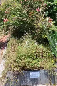 Plants et fleurs variées dans un jardin sur une tombe, avec étiquette blanche apposée sur le socle.