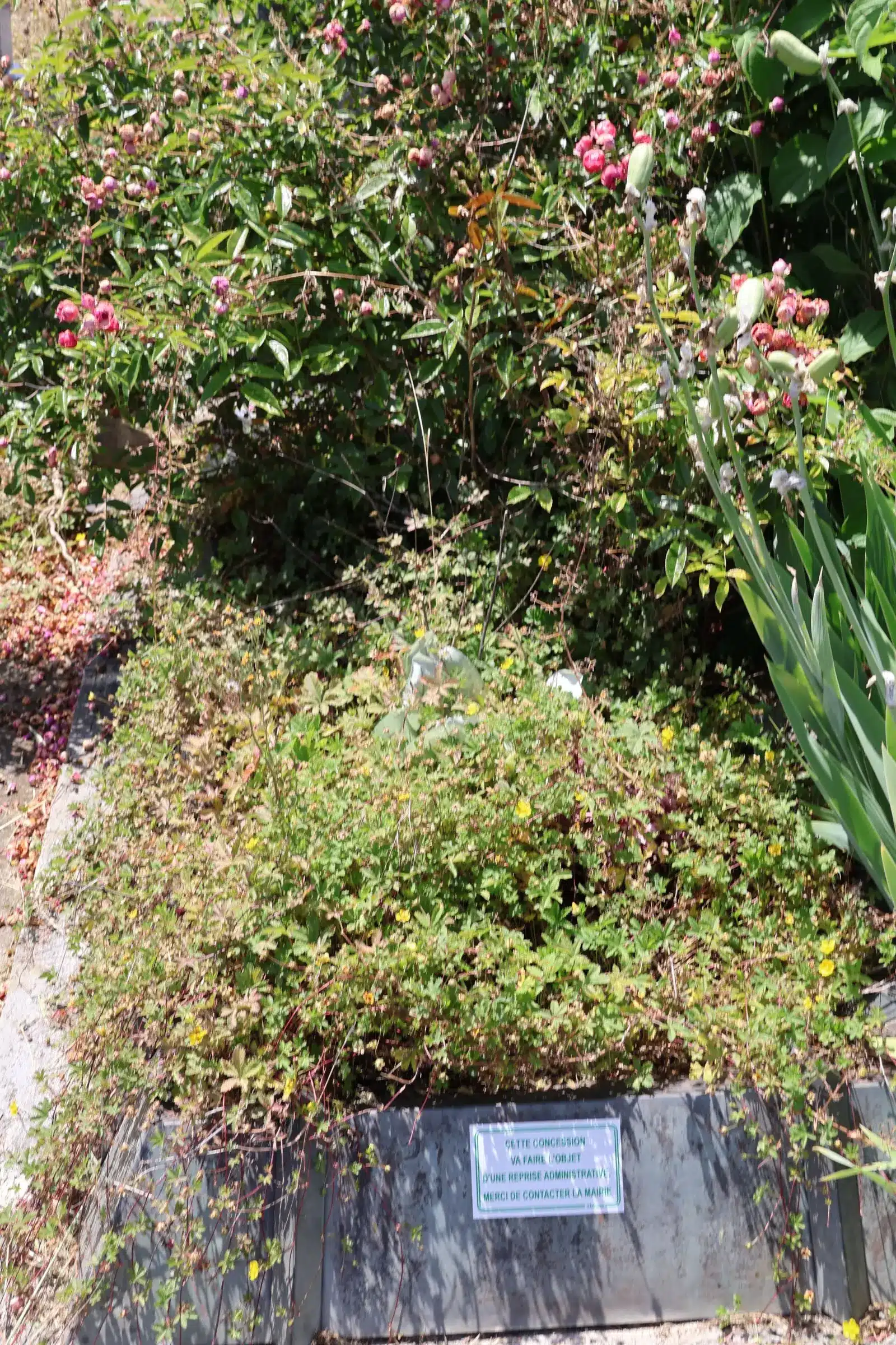 Plants et fleurs variées dans un jardin sur une tombe, avec étiquette blanche apposée sur le socle. Plants et fleurs variées dans un jardin sur une tombe, avec étiquette blanche apposée sur le socle.