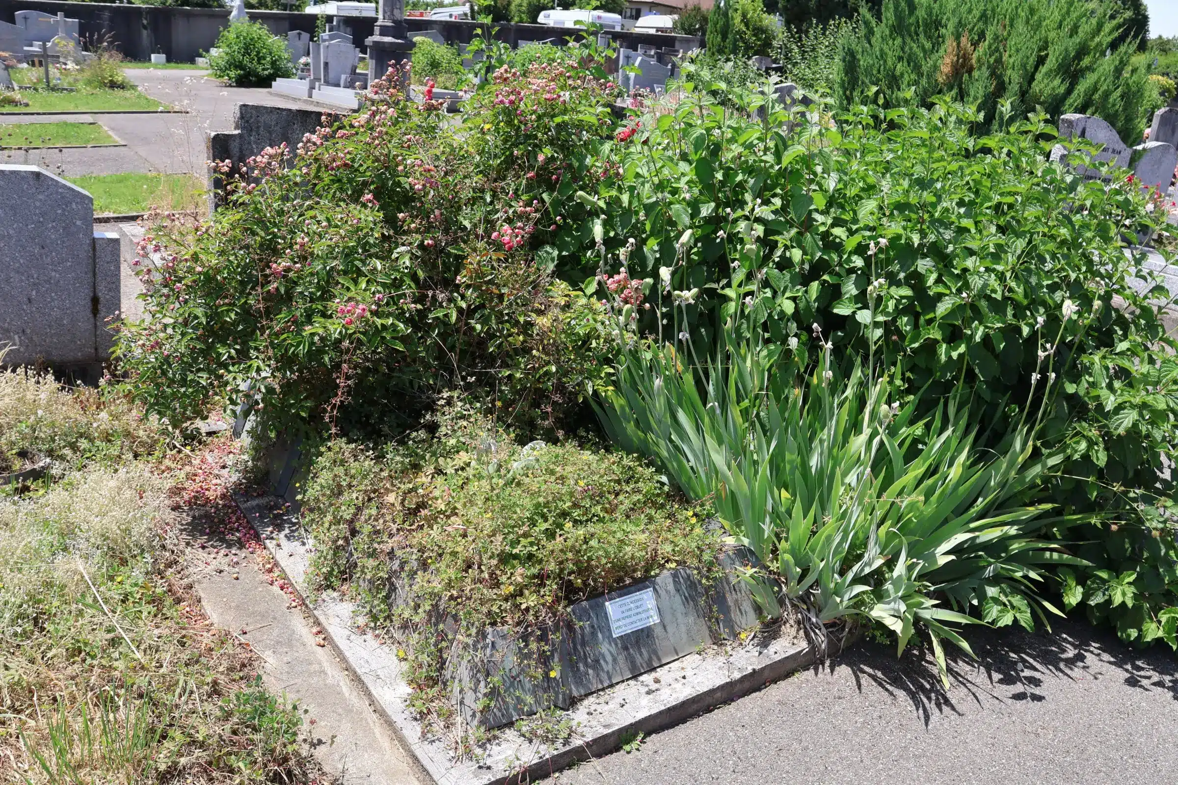 Allée de tombe entourée de plantes et arbustes fleuris dans un cimetière; paysage verdoyant et entretien soigné.