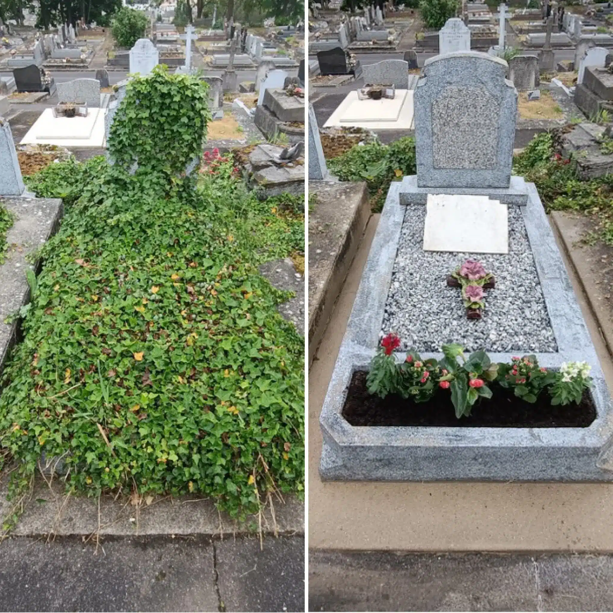 Tombes au cimetière: d’un côté, une tombe recouverte de feuillage dense et grimpant; de l’autre, le même emplacement nettoyé Tombes au cimetière: d’un côté, une tombe recouverte de feuillage dense et grimpant; de l’autre, le même emplacement nettoyé